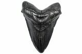 Heavy, Fossil Megalodon Tooth - South Carolina #301782-1